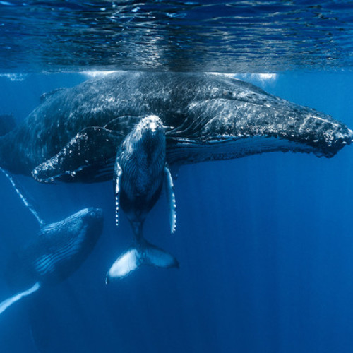 Balenele cu cocoașă riscă coliziuni cu nave în largul Manhattanului din cauza traficului intens